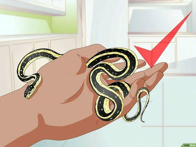 Combien De Temps Un Serpent Peut-il Rester Sans Manger ?