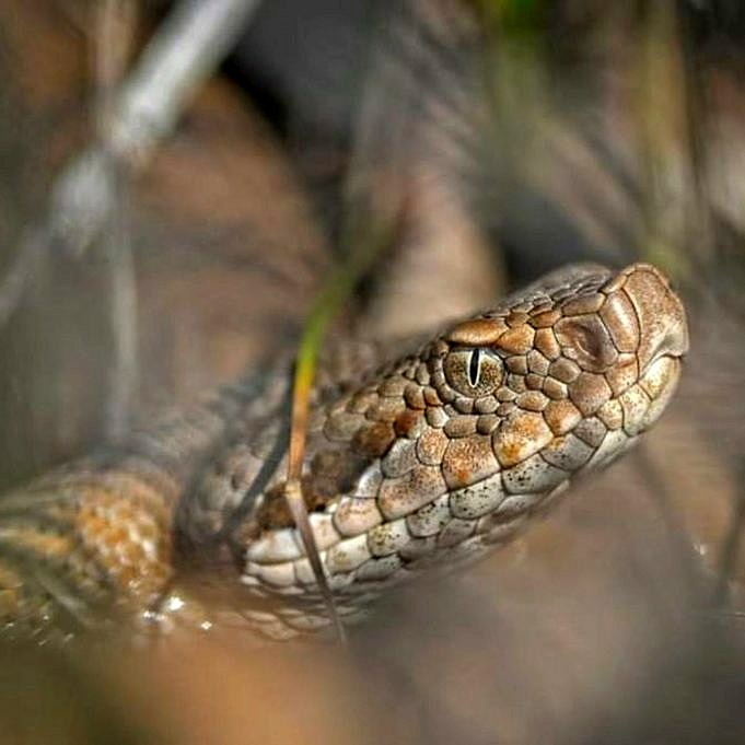 Les Serpents Sont-ils Vecteurs De Maladies ?